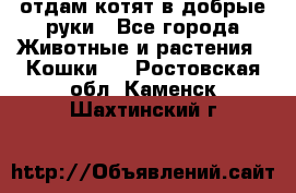 отдам котят в добрые руки - Все города Животные и растения » Кошки   . Ростовская обл.,Каменск-Шахтинский г.